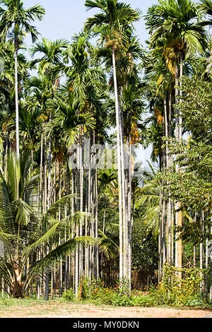 Supari Palms thumbnail 2