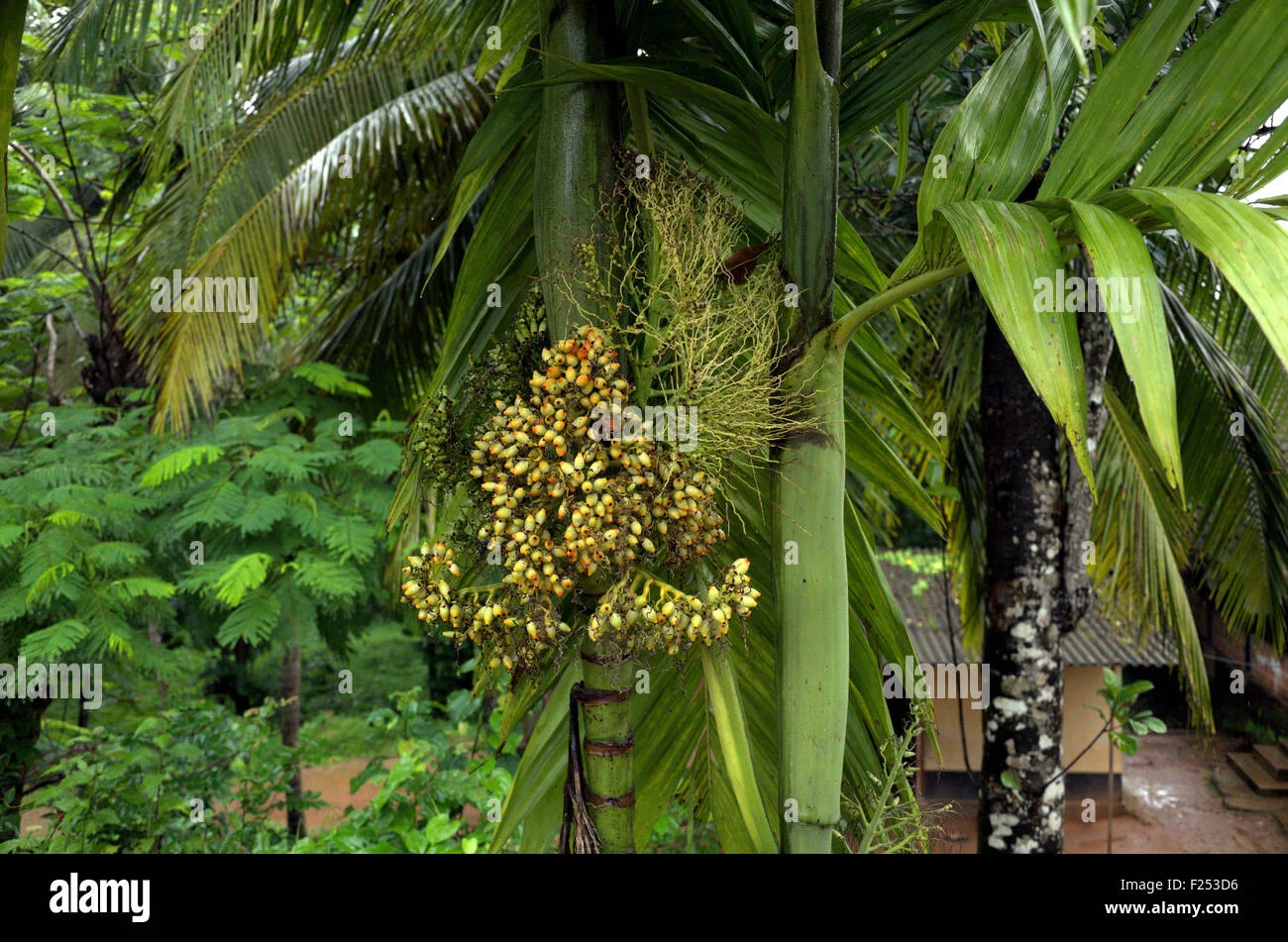 Supari Palms thumbnail 3