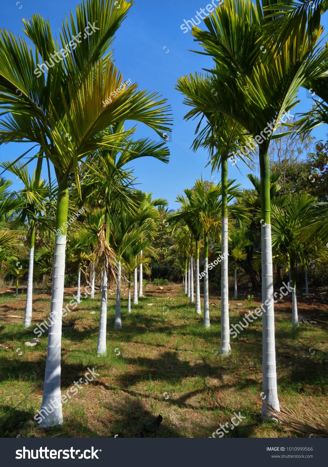 Supari Palms thumbnail 5