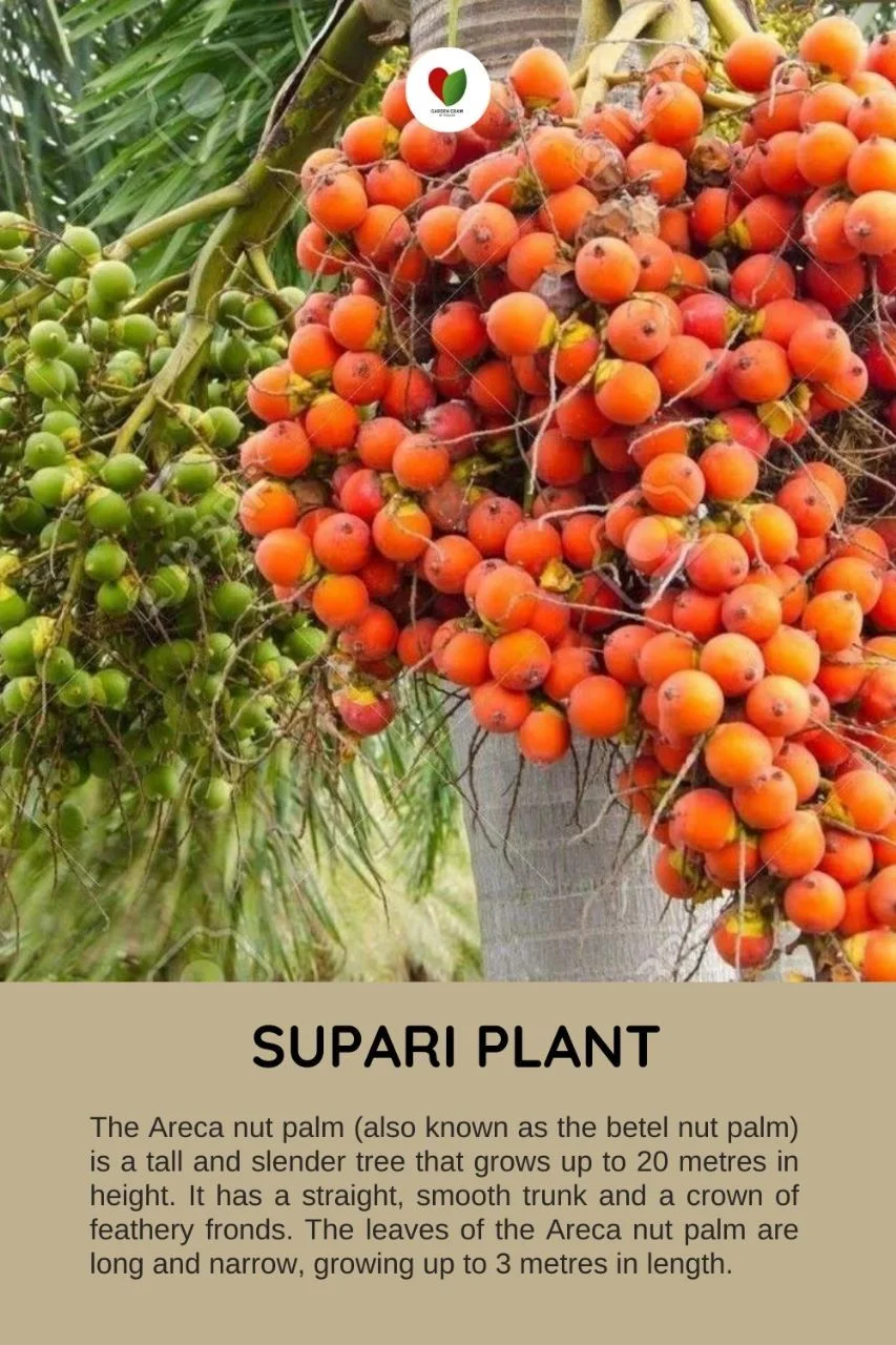 Supari Palms thumbnail 6