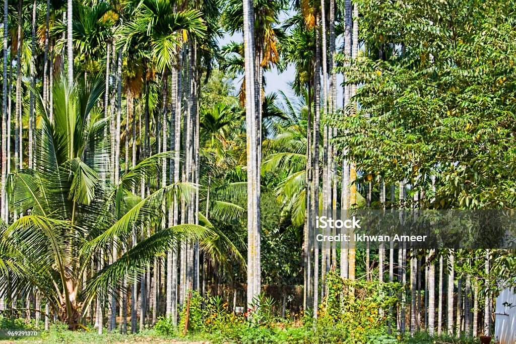 Supari Palms thumbnail 7