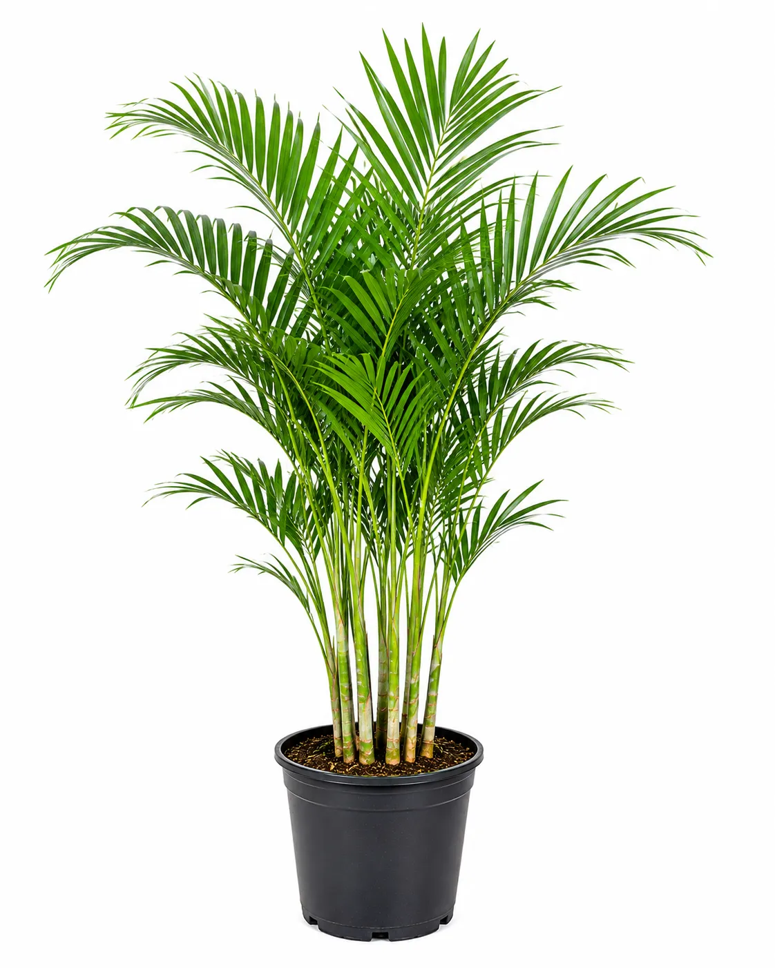 Supari Palms