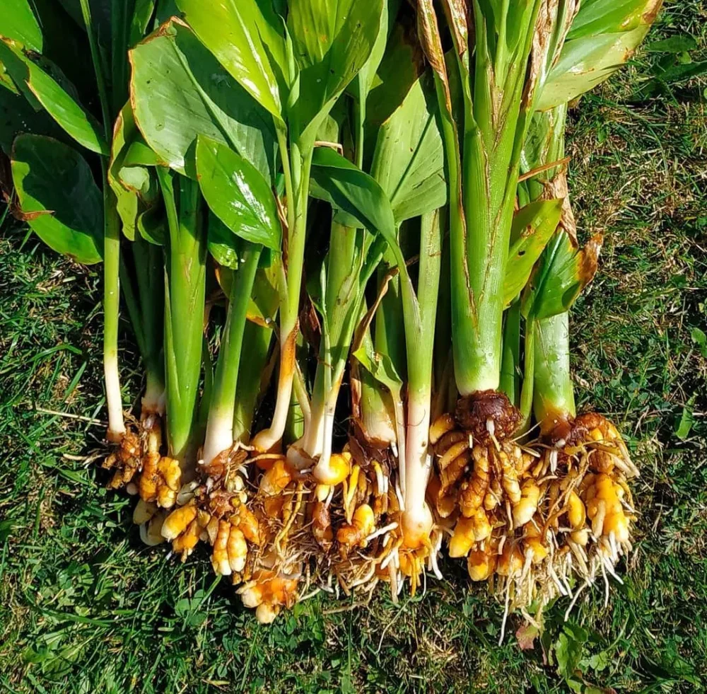 Termaric Plant thumbnail 2