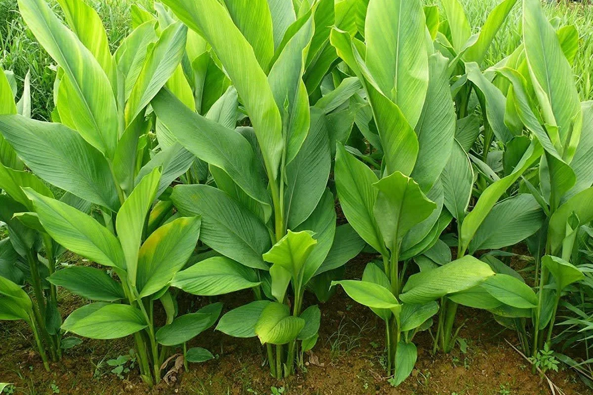 Termaric Plant thumbnail 6