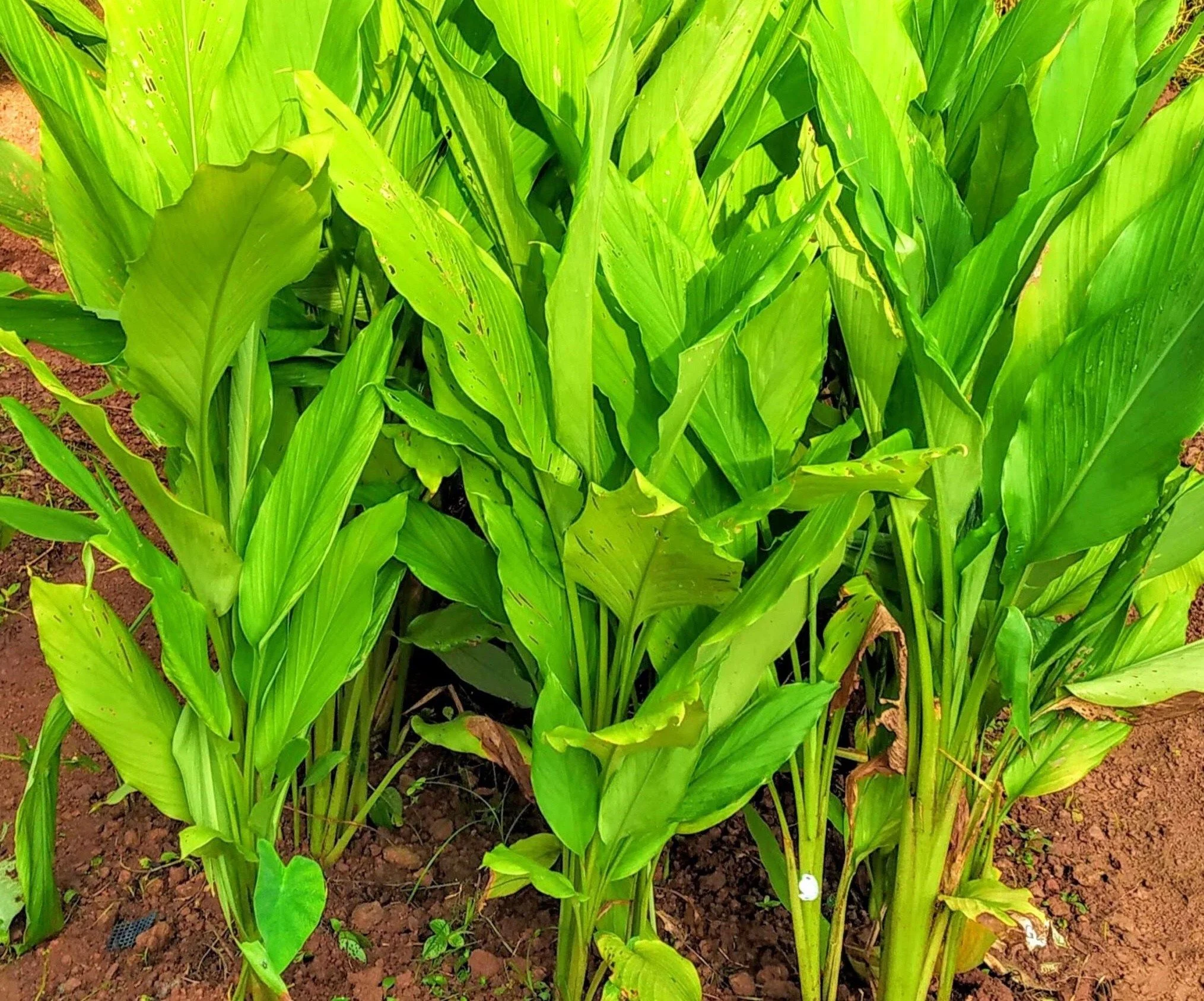 Termaric Plant thumbnail 7