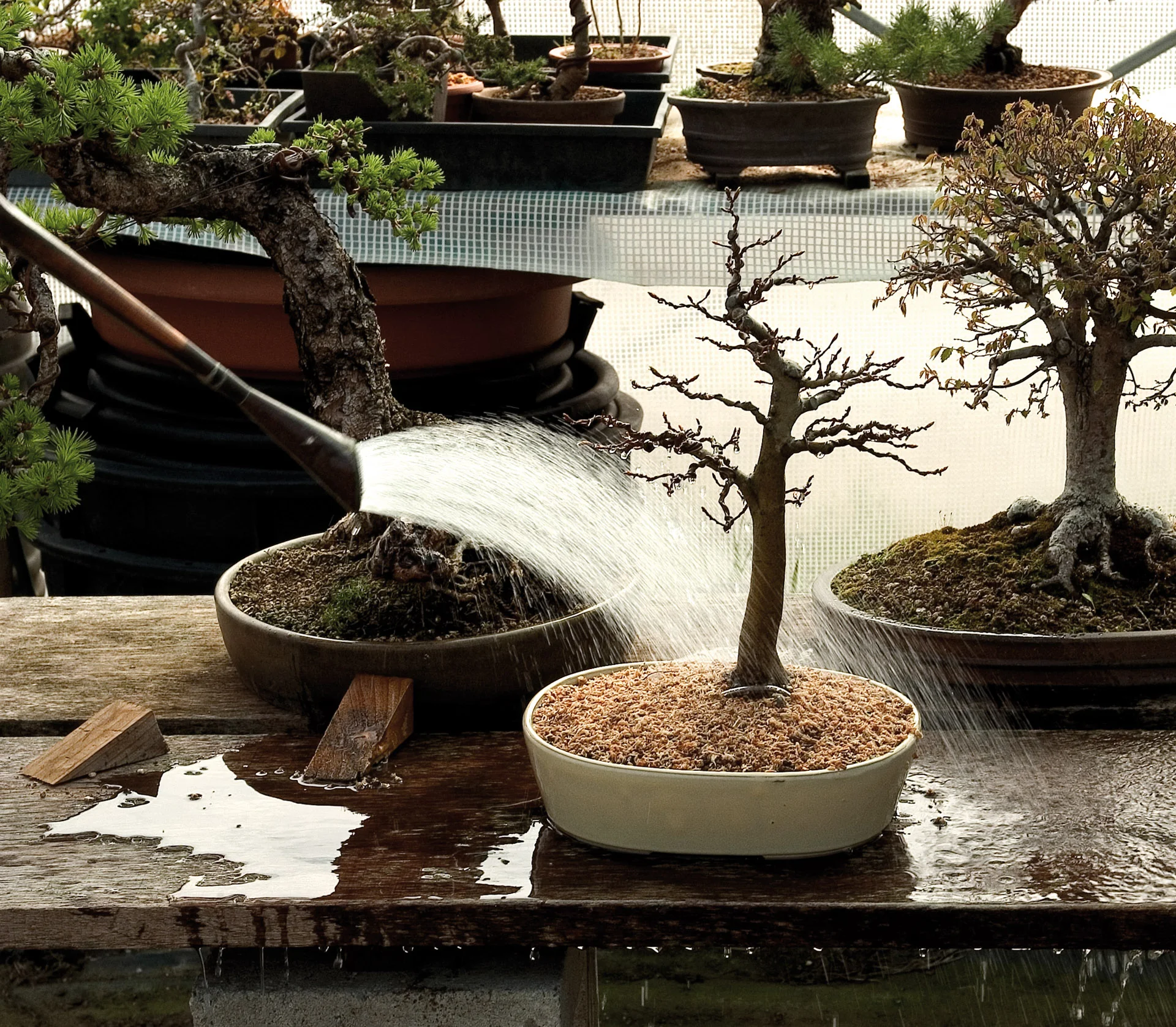Termatic Bonsai thumbnail 2