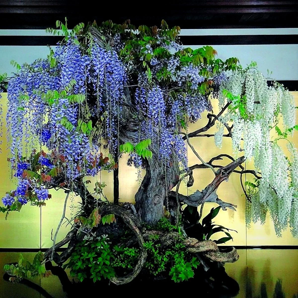 Termatic Bonsai thumbnail 3