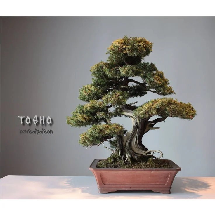 Termatic Bonsai thumbnail 7