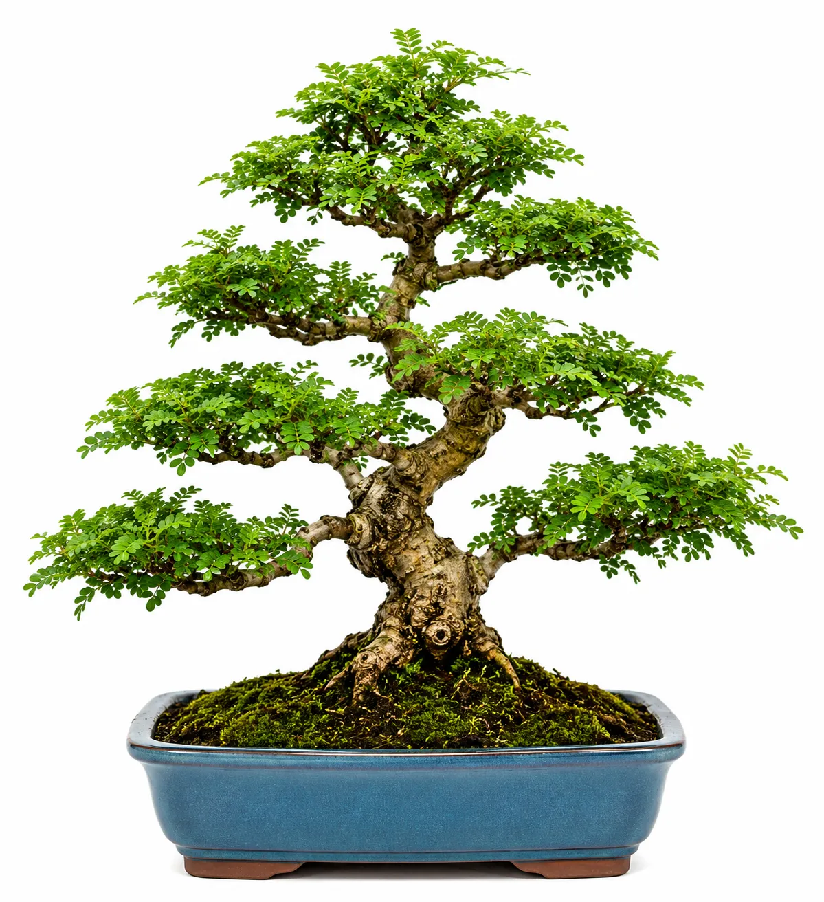 Termatic Bonsai