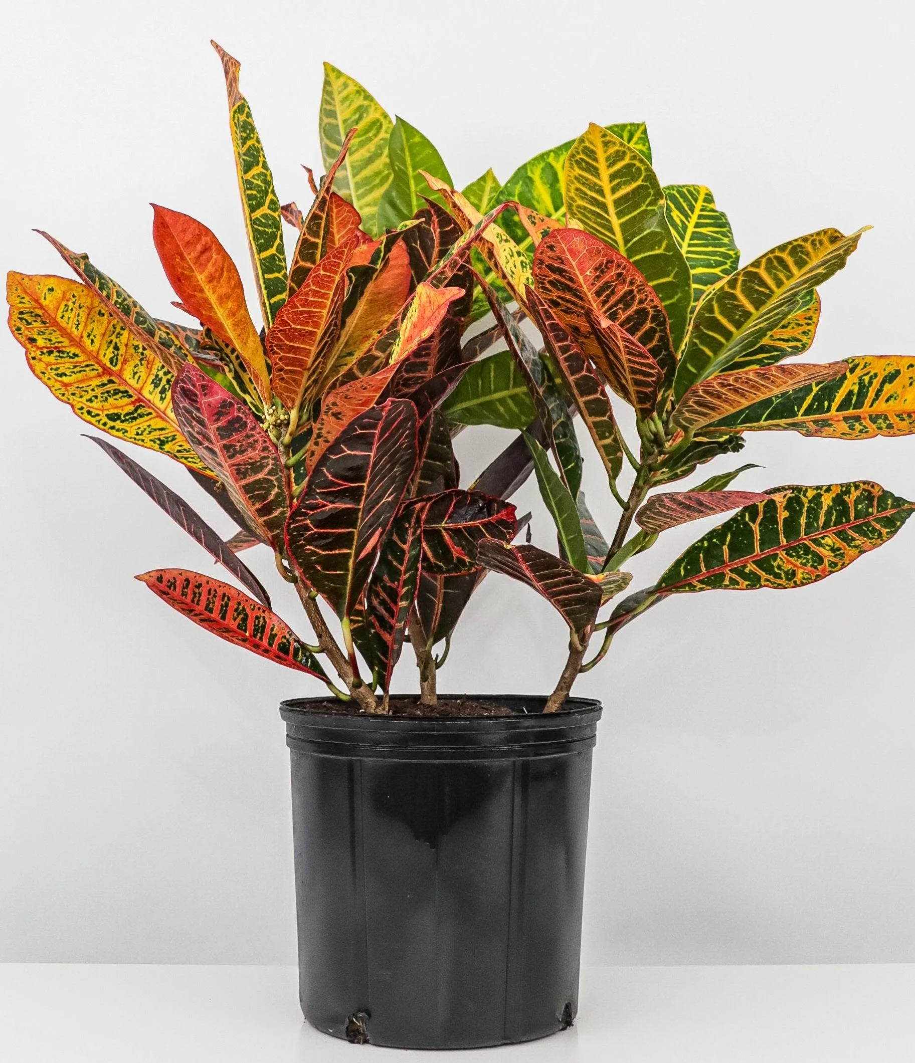 Thujaa Croton