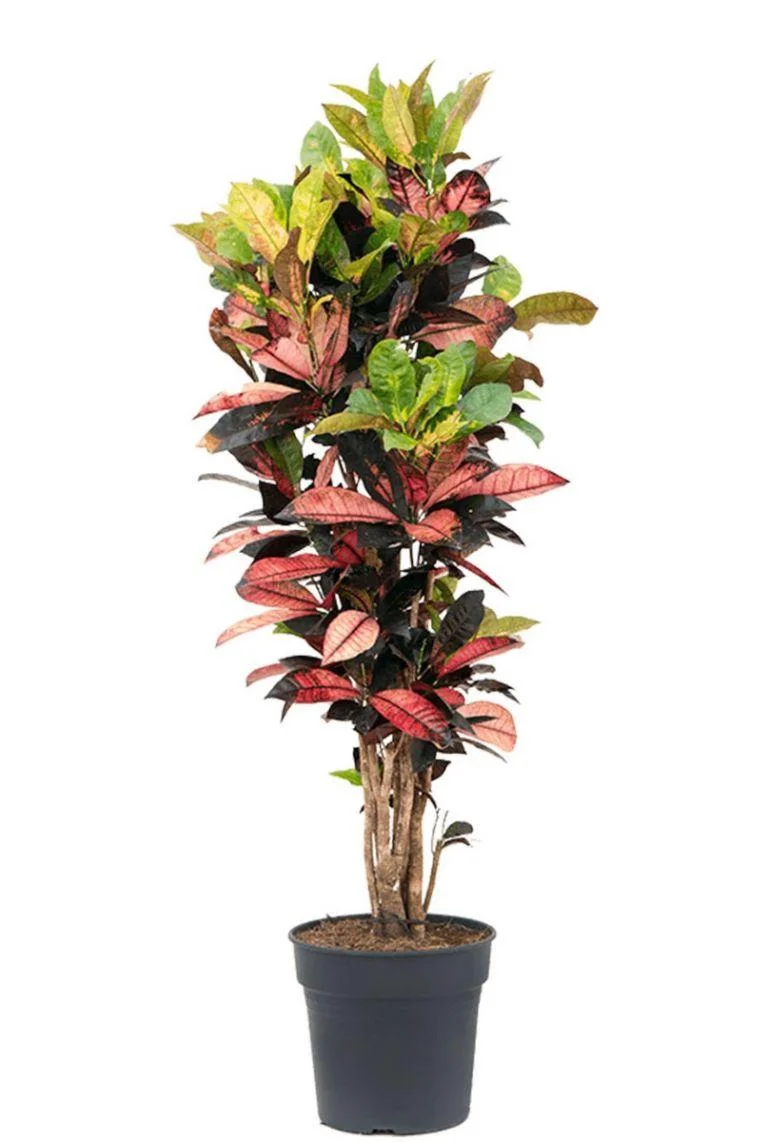 Thujaa Croton thumbnail 2
