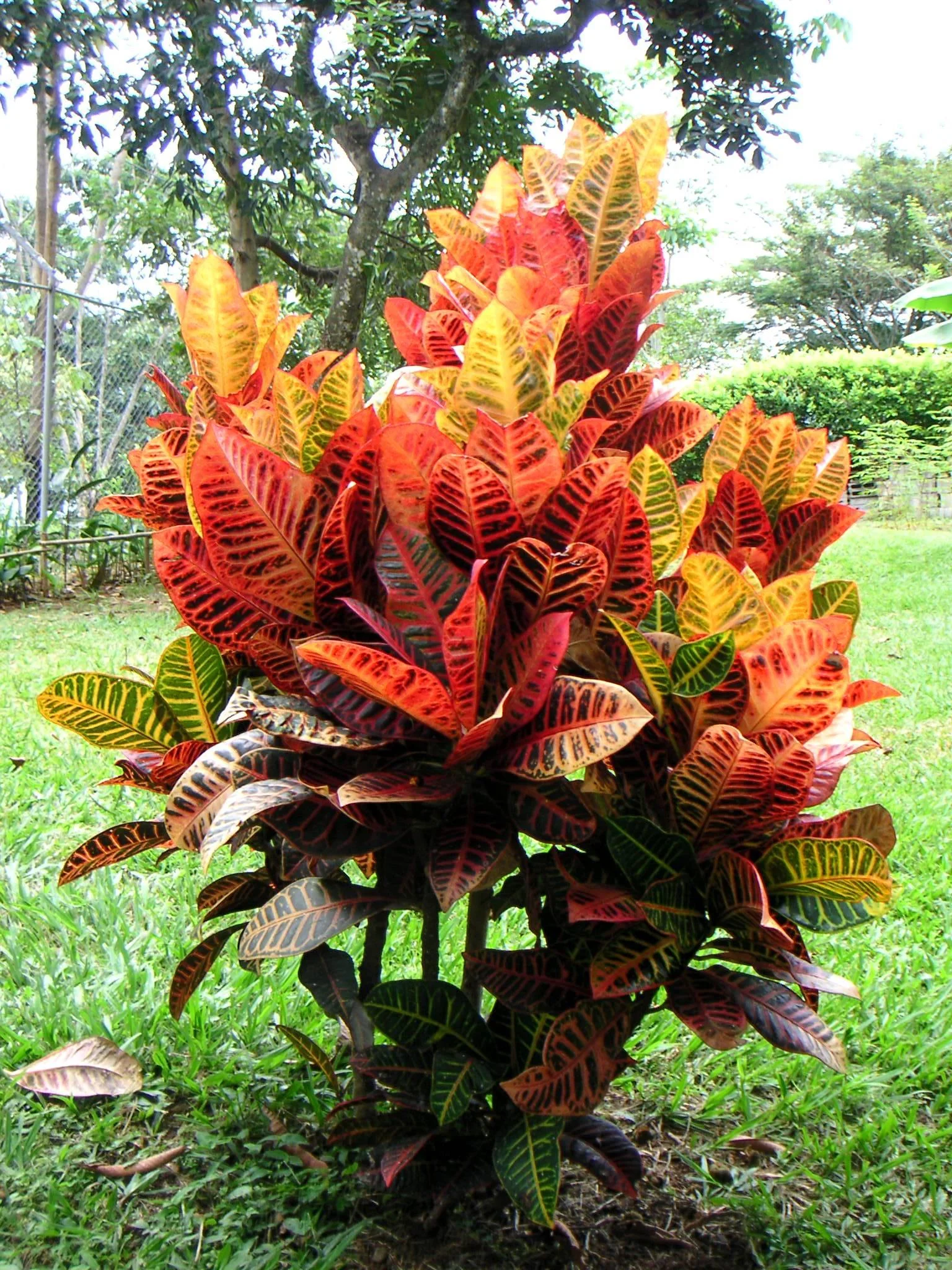 Thujaa Croton thumbnail 3