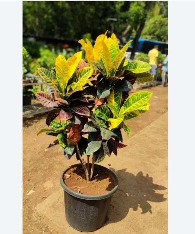 Thujaa Croton thumbnail 4