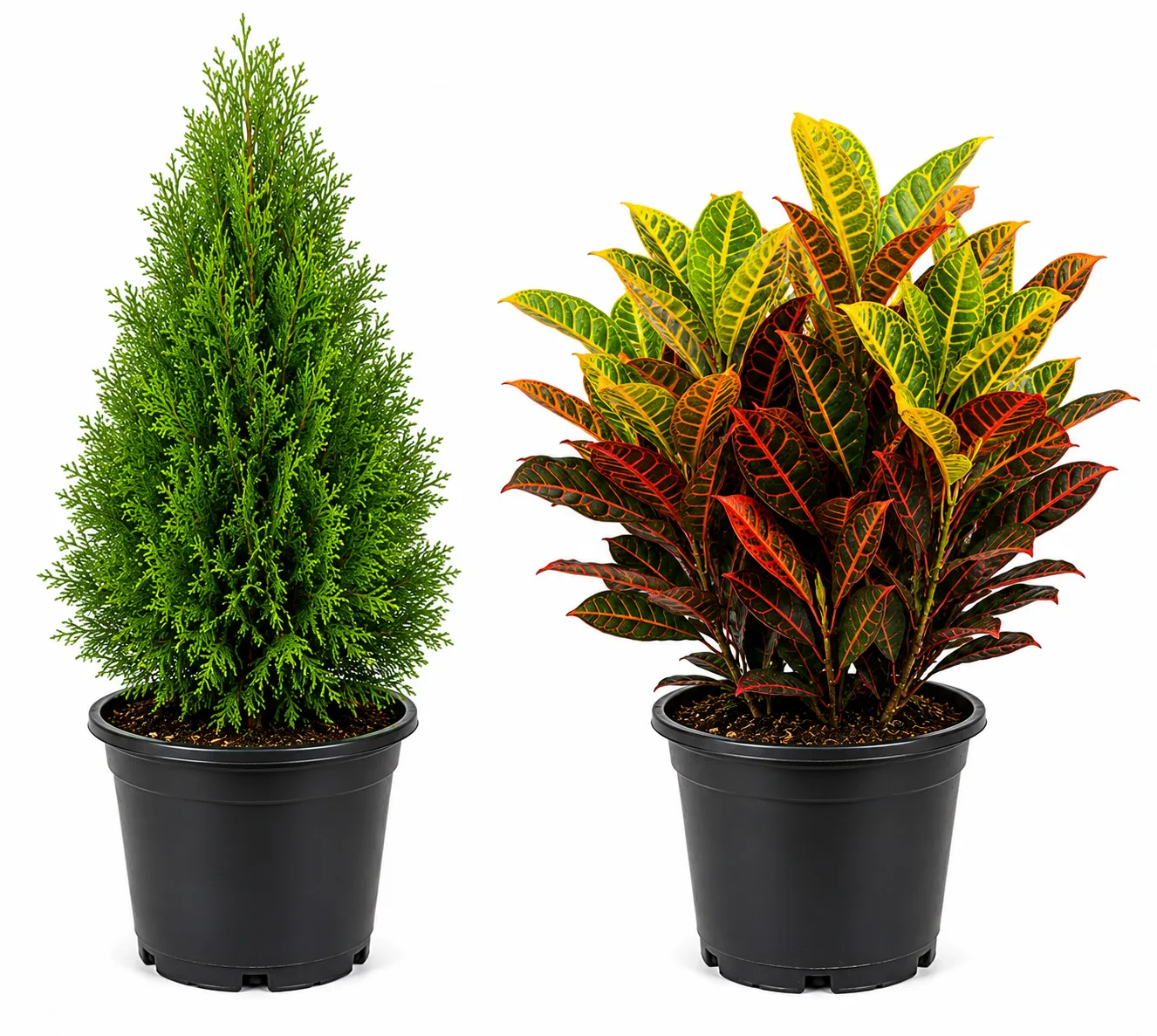 Thujaa Croton