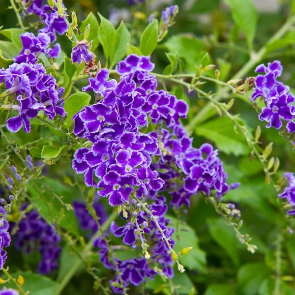 Thurantta Plant