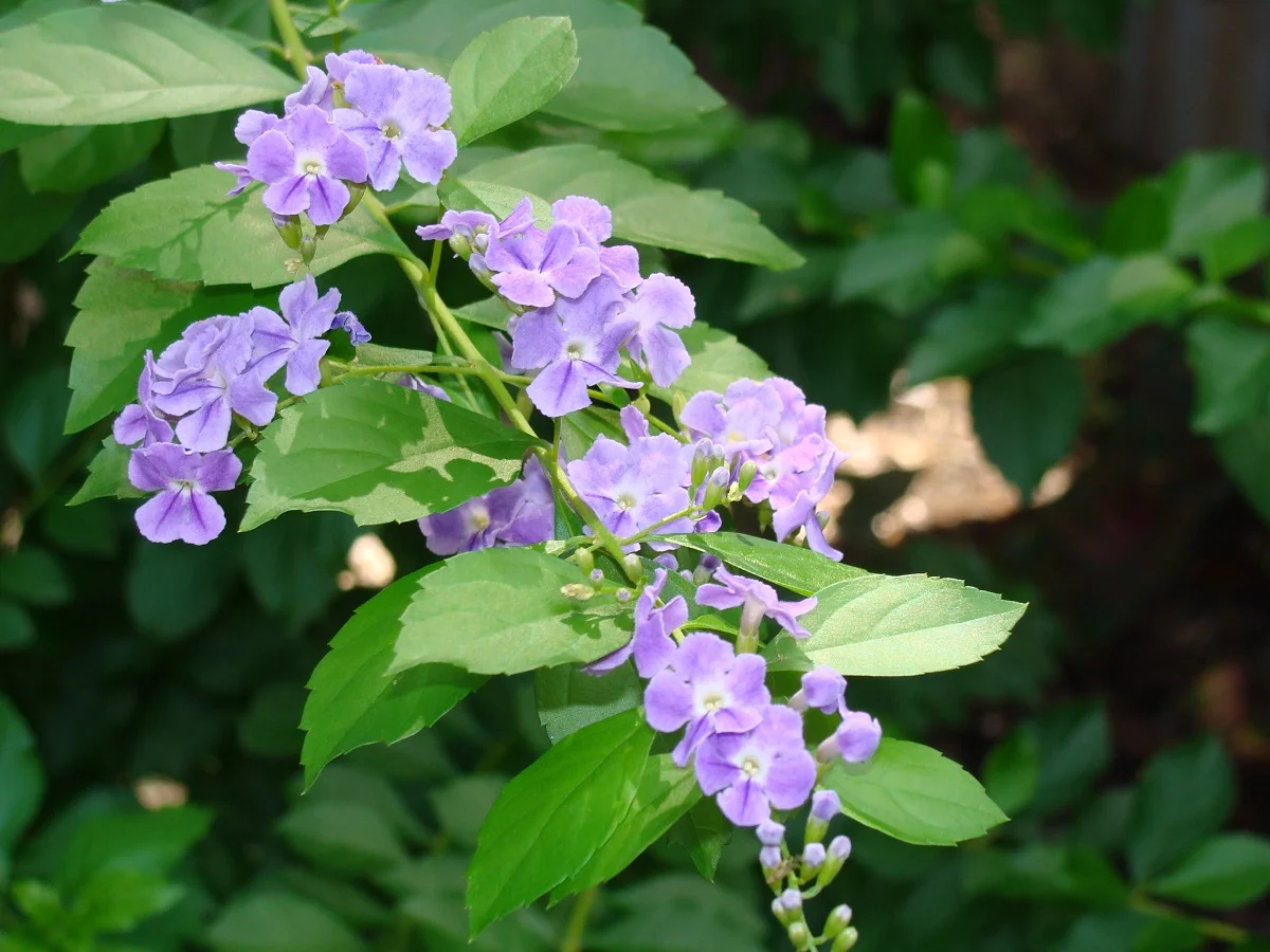 Thurantta Plant thumbnail 2