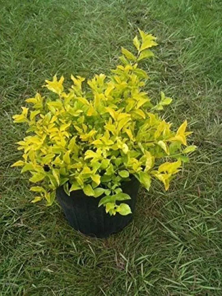 Thurantta Plant thumbnail 3