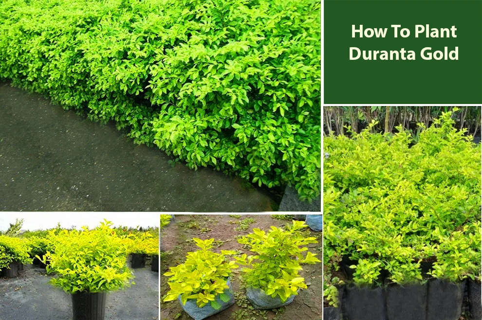 Thurantta Plant thumbnail 4