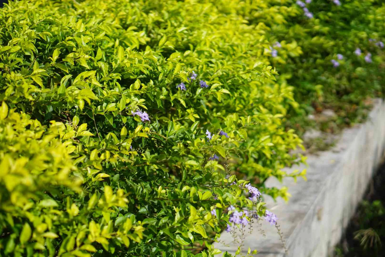 Thurantta Plant thumbnail 5