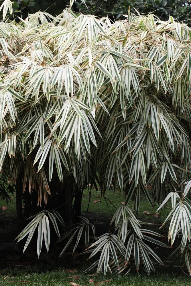 Varigated Bamboo thumbnail 2