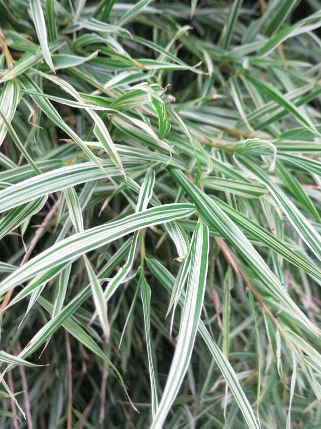 Varigated Bamboo thumbnail 3