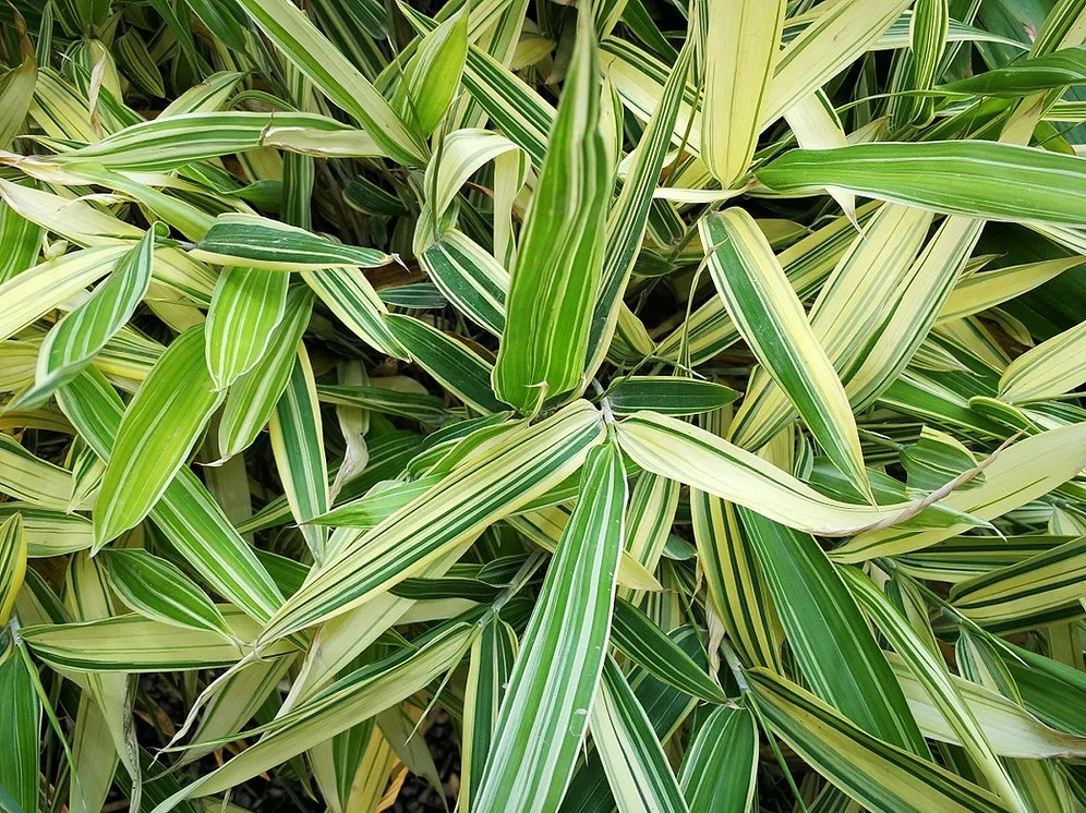 Varigated Bamboo thumbnail 4