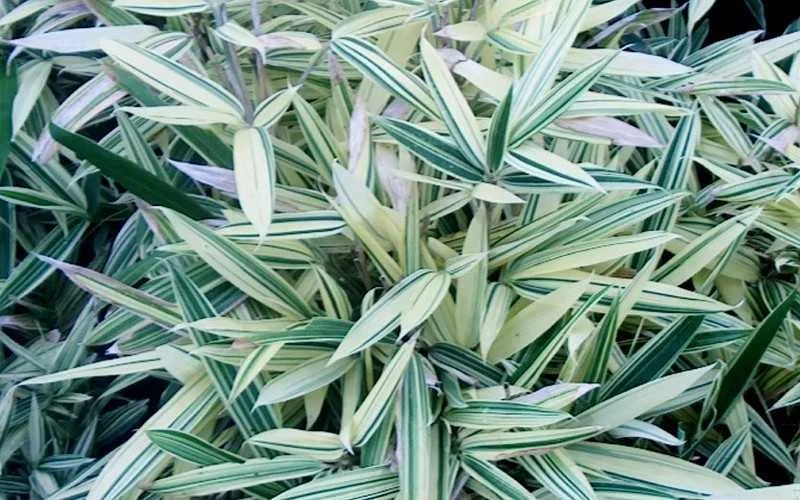 Varigated Bamboo thumbnail 5