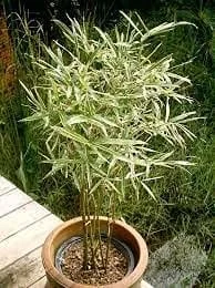 Varigated Bamboo thumbnail 6