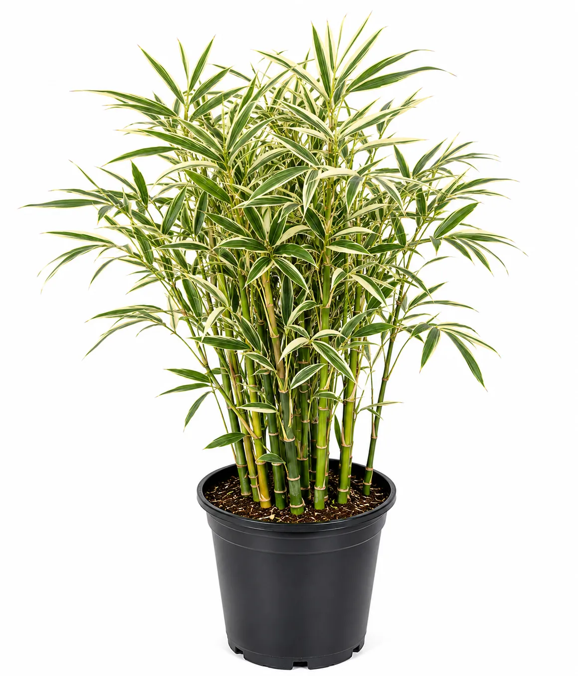 Varigated Bamboo
