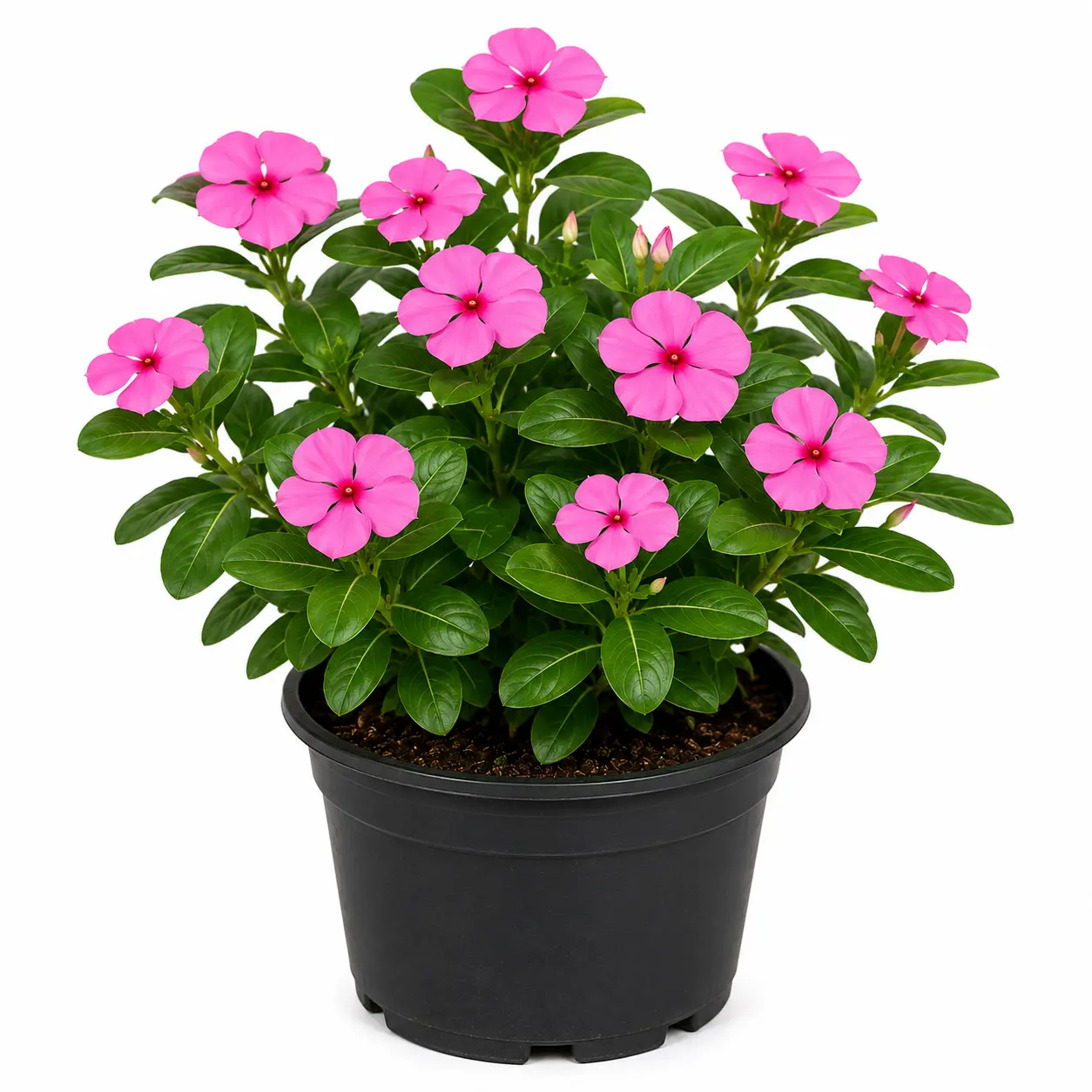 Vinca Rosea Periwinkle Catharanthus Roseus Nayan Tara. Multicolour Colour Flower Live Plant Thai Variety (pack Of 1).