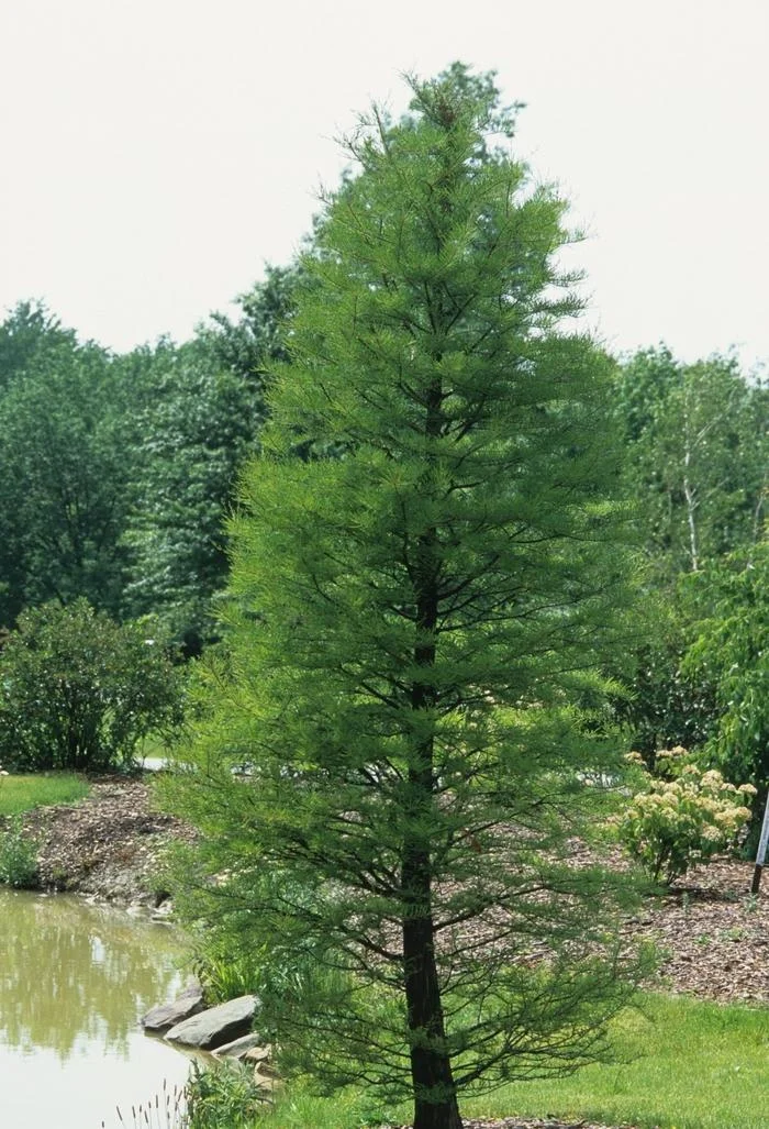 Water Cypress Plant
