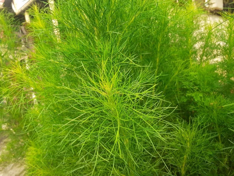 Water Cypress Plant