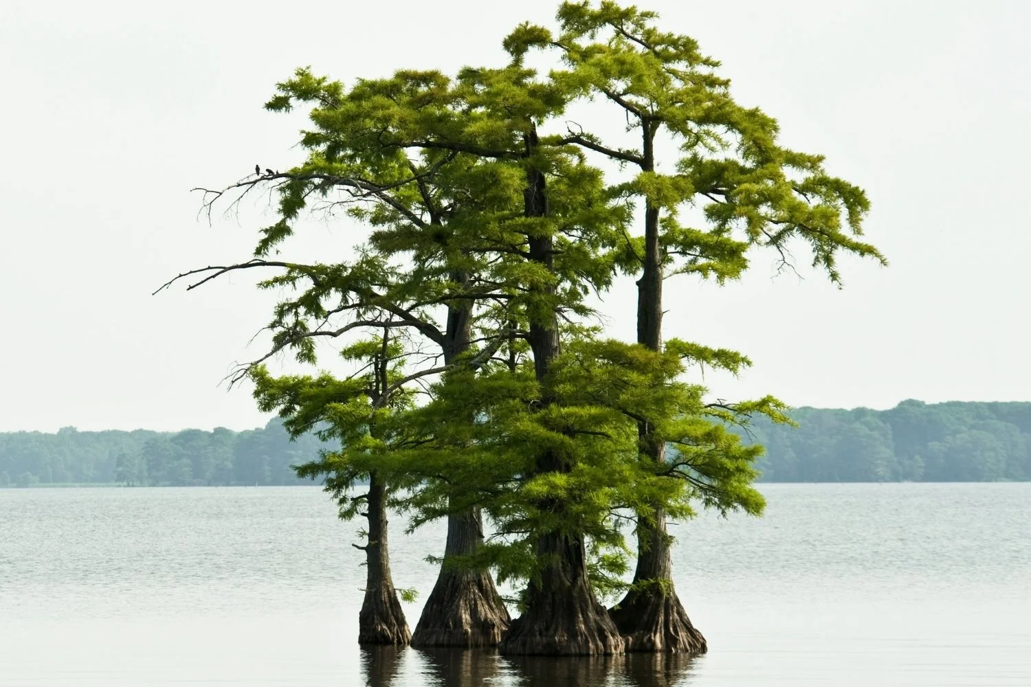 Water Cypress Plant thumbnail 2