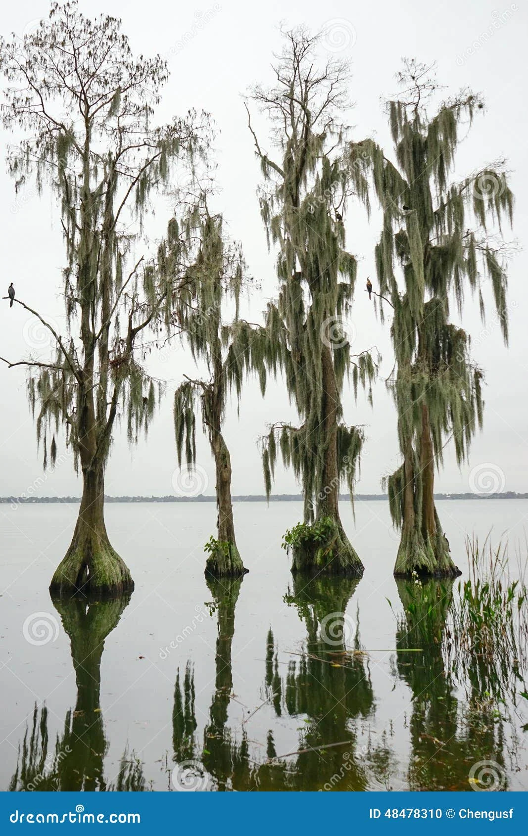 Water Cypress Plant thumbnail 3