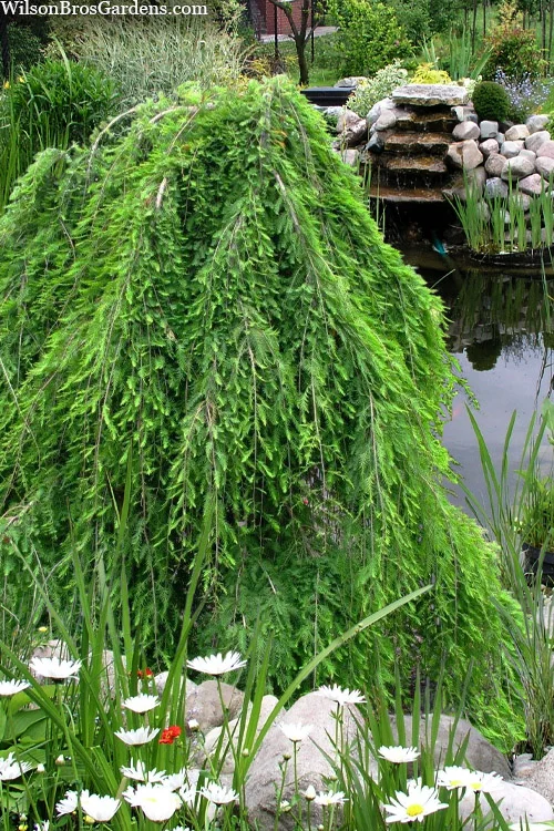 Water Cypress Plant thumbnail 7