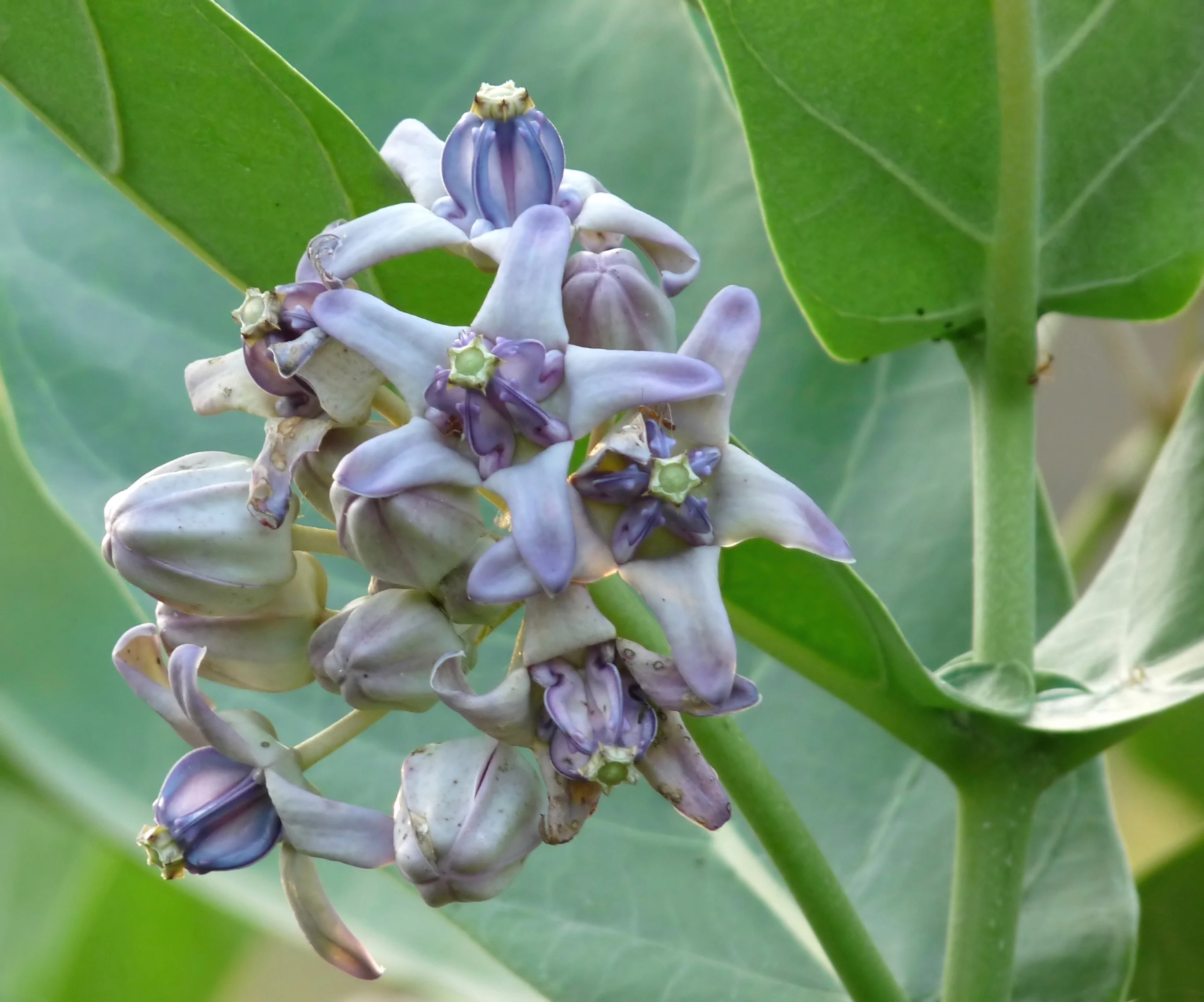 White Eruku Plant
