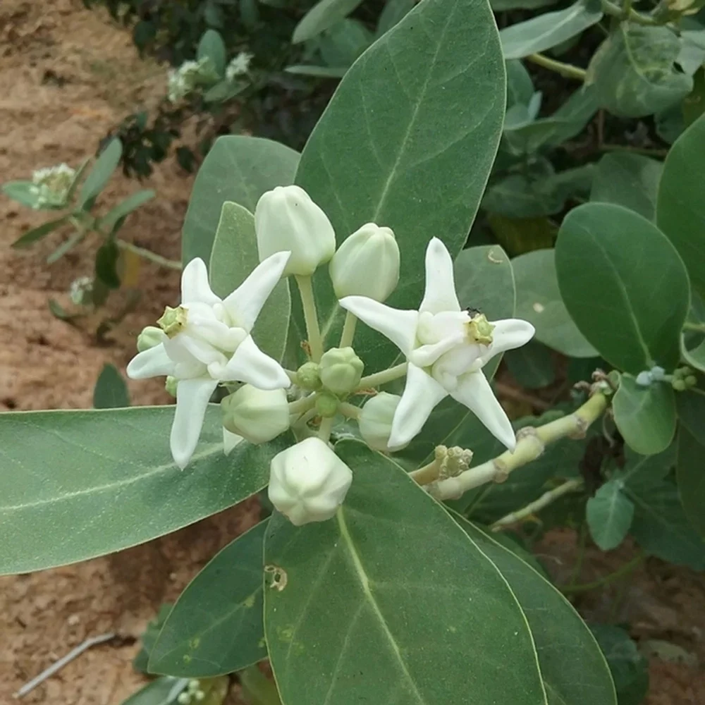 White Eruku Plant thumbnail 2