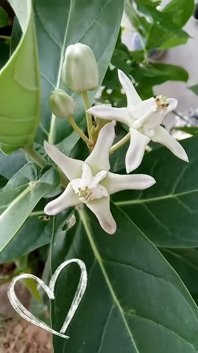 White Eruku Plant thumbnail 3