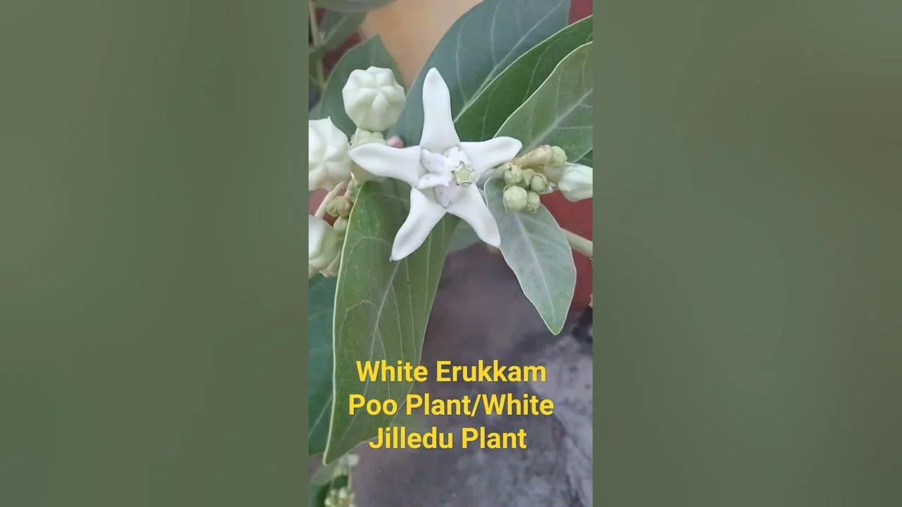 White Eruku Plant thumbnail 4