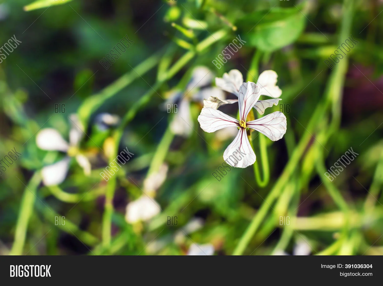 White Eruku Plant thumbnail 5