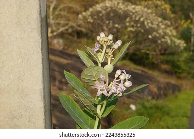 White Eruku Plant thumbnail 6