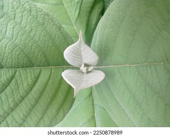 White Eruku Plant thumbnail 7