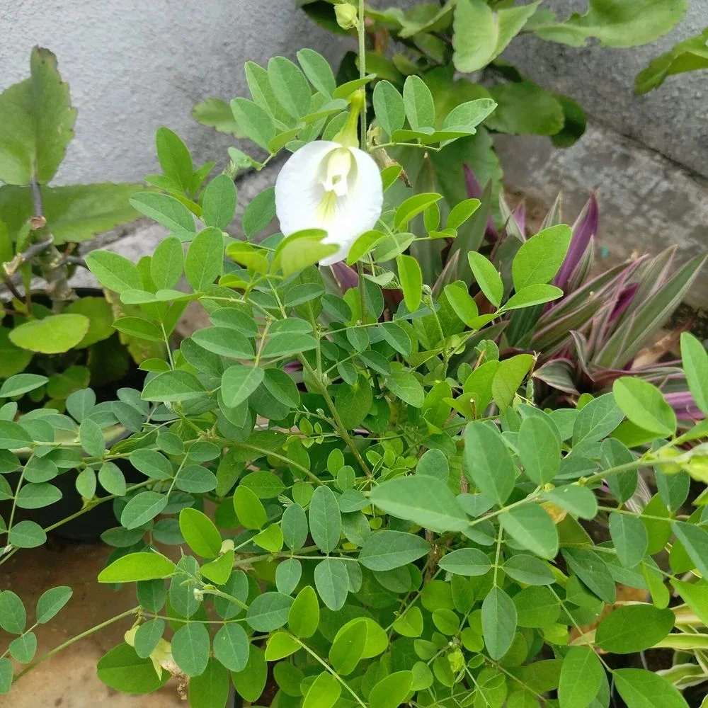 White Shankhpushpi thumbnail 2