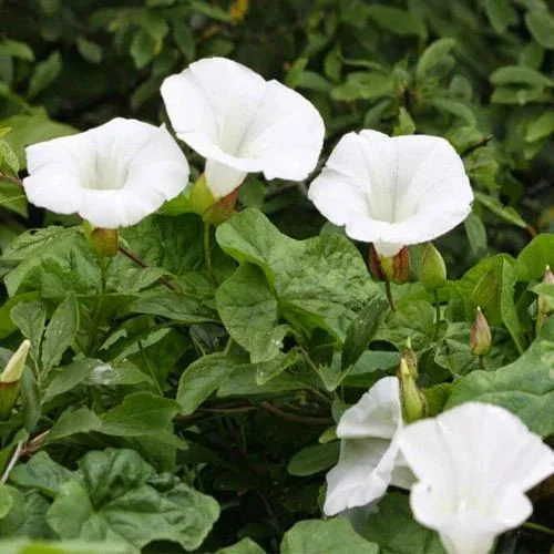 White Shankhpushpi thumbnail 4