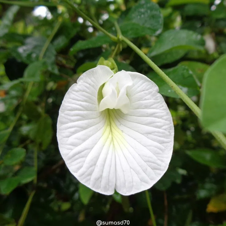 White Shankhpushpi