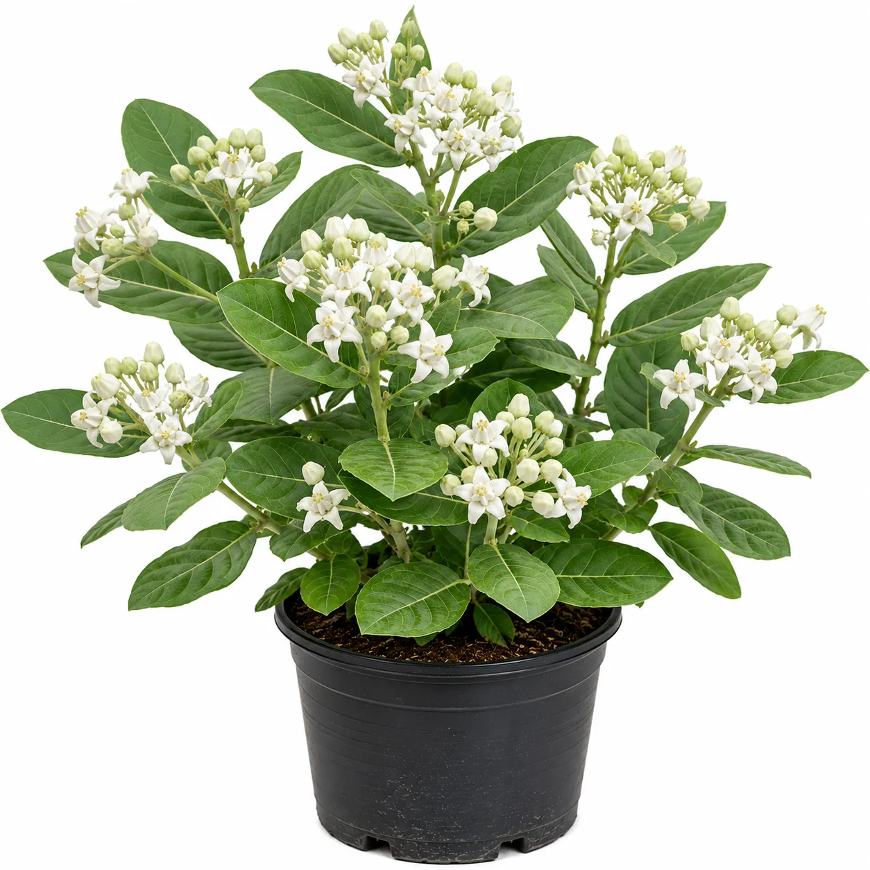 White Eruku Plant