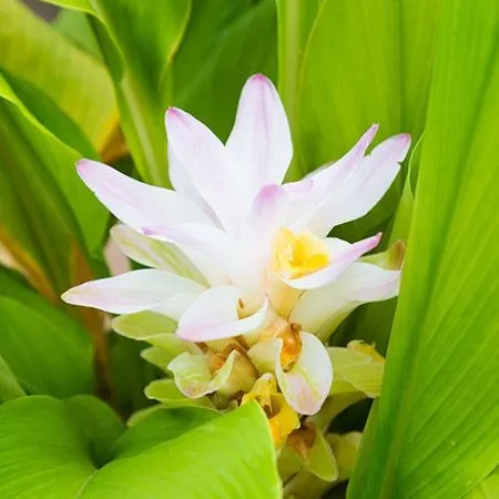 White Turmeric