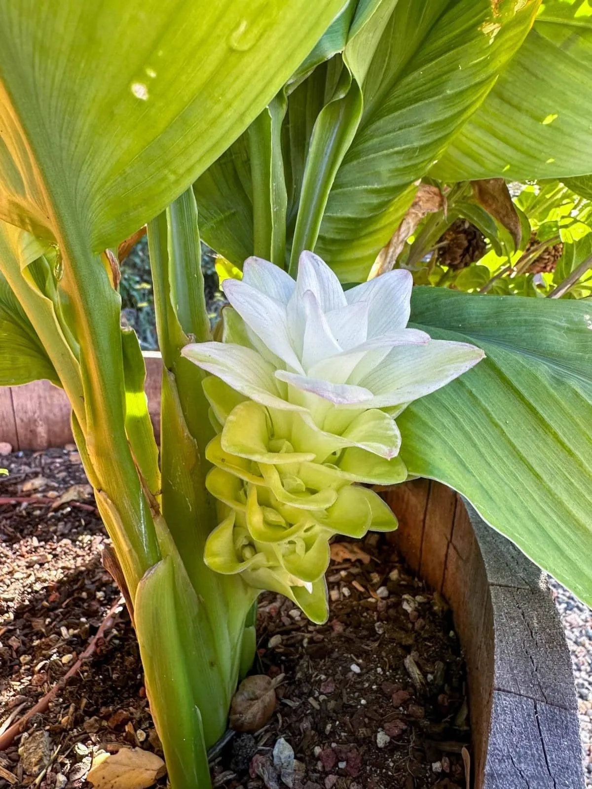 White Turmeric thumbnail 2