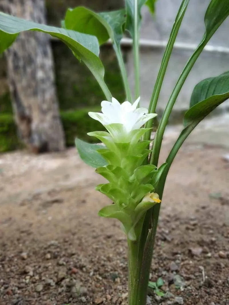 White Turmeric thumbnail 3