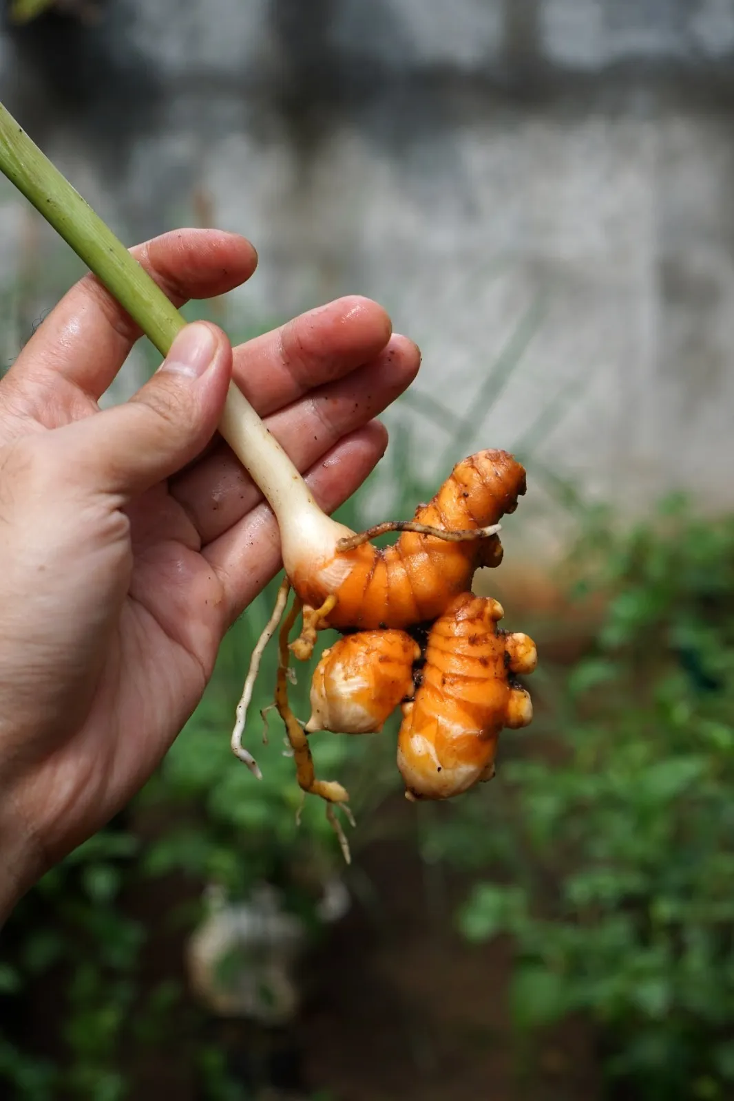 White Turmeric thumbnail 4